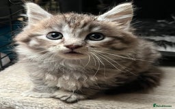 Maine Coon cats for sale: Maine coon kittens  - Image 19