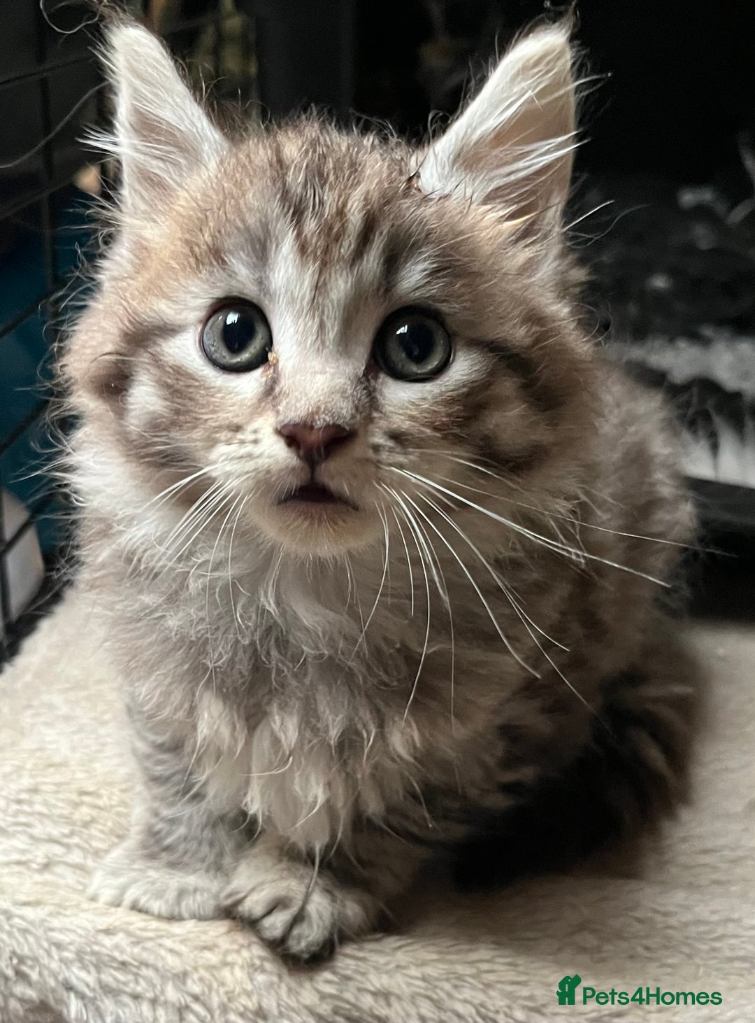 Maine Coon cats for sale: Maine coon kittens  - Image 19