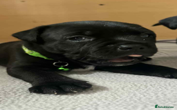 Staffordshire Bull Terrier dogs for sale: Puppies  - Image 10