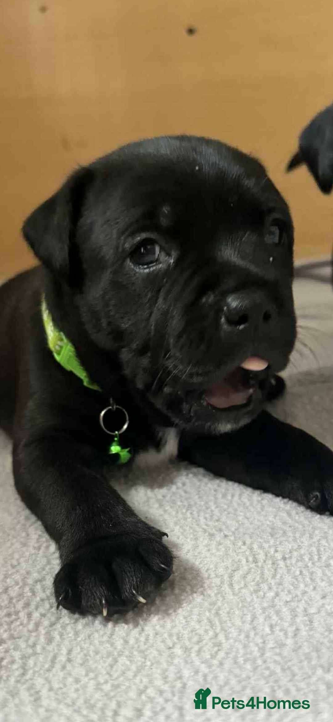 Staffordshire Bull Terrier dogs for sale: Puppies  - Image 10