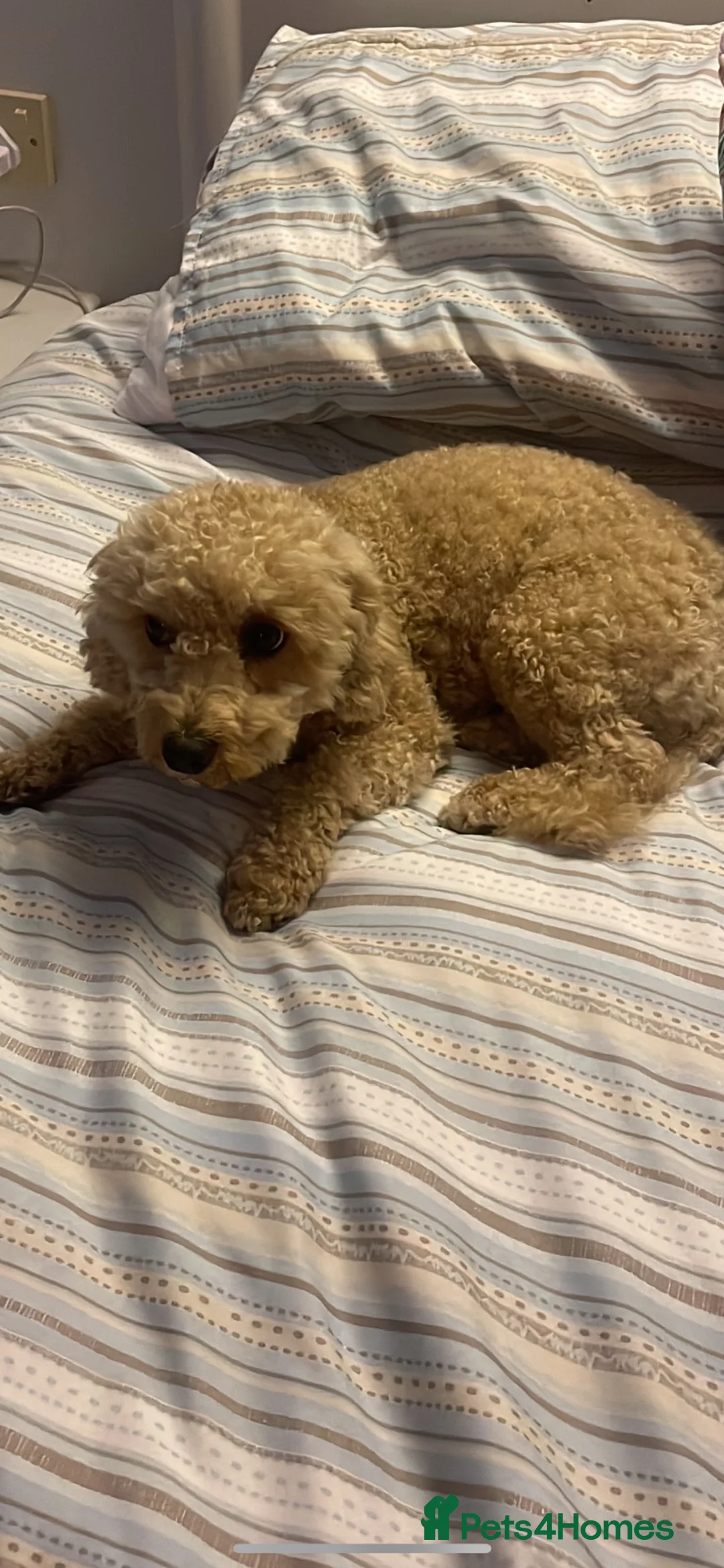 Cavapoo dogs for sale: Cavapoo puppies in Stevenage - Advert 2