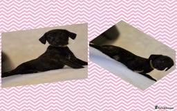 Mixed Breed dogs for sale: Italianpoos - Advert 9