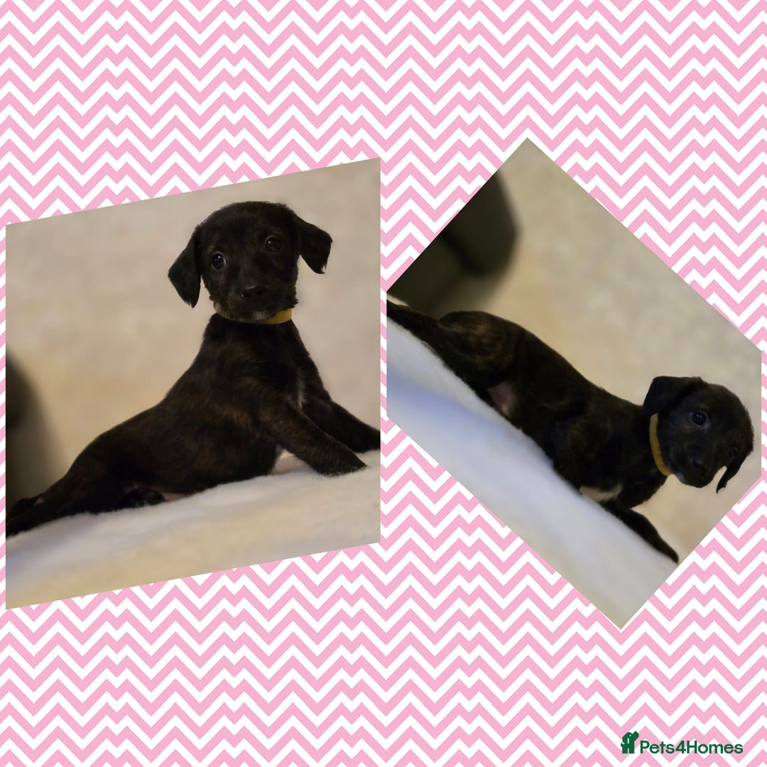 Mixed Breed dogs for sale: Italianpoos - Advert 9