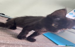 Mixed Breed cats for sale: X2 beautiful cats ready to go - Image 4