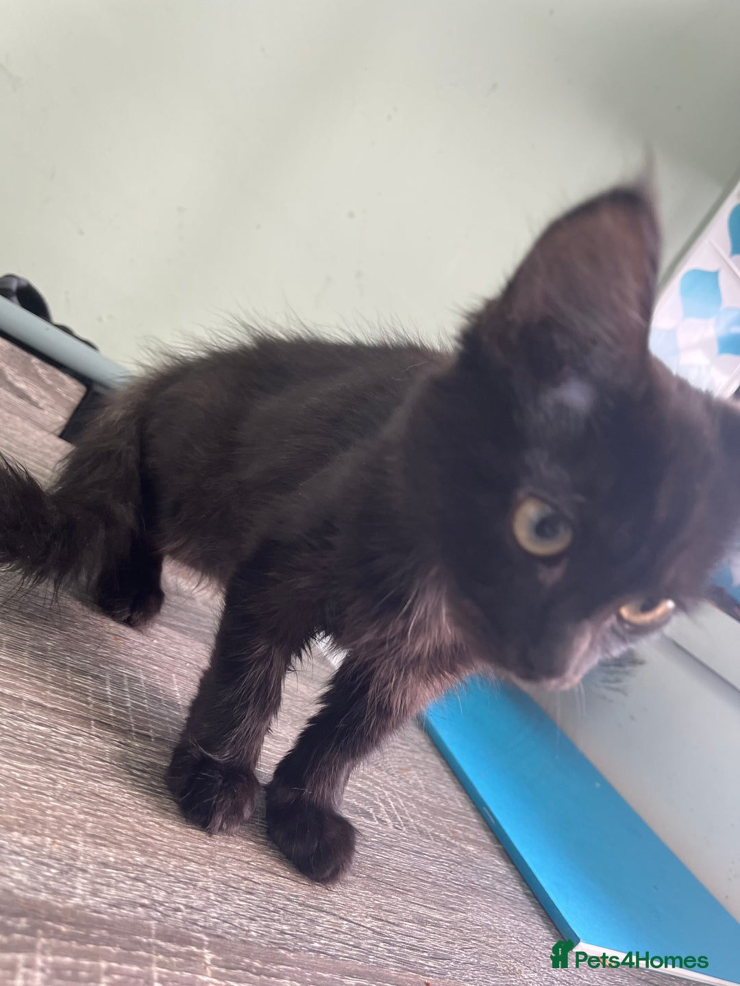 Mixed Breed cats for sale: X2 beautiful cats ready to go - Image 4