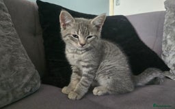 Mixed Breed cats for sale: 5 3/4 persian kittens ready now - Image 6