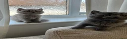 British Shorthair cats for sale: Beautiful British shorthair kittens  - Advert 8