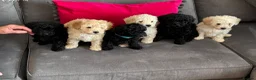 Toy Poodle dogs for sale: Toy poodle puppies  - Advert 1