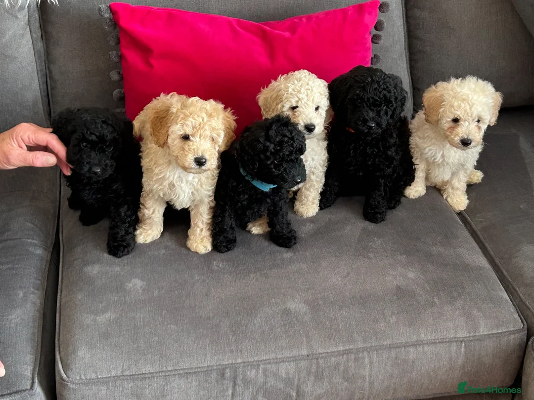 Toy Poodle dogs for sale: Toy poodle puppies  - Advert 1