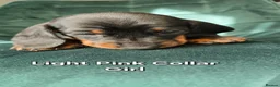 Dachshund dogs for sale: KC Standard Long Haired & Smooth Dachshund Puppies - Advert 15
