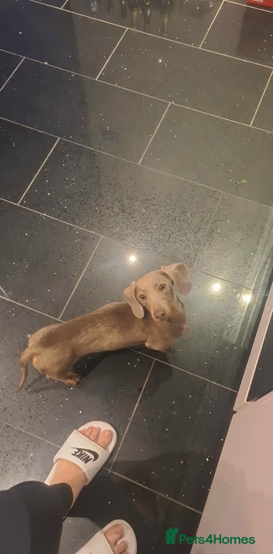 Miniature Dachshund dogs Isabella and tan female - Advert 9