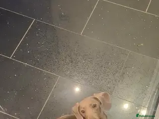 Miniature Dachshund dogs Isabella and tan female - Advert 7