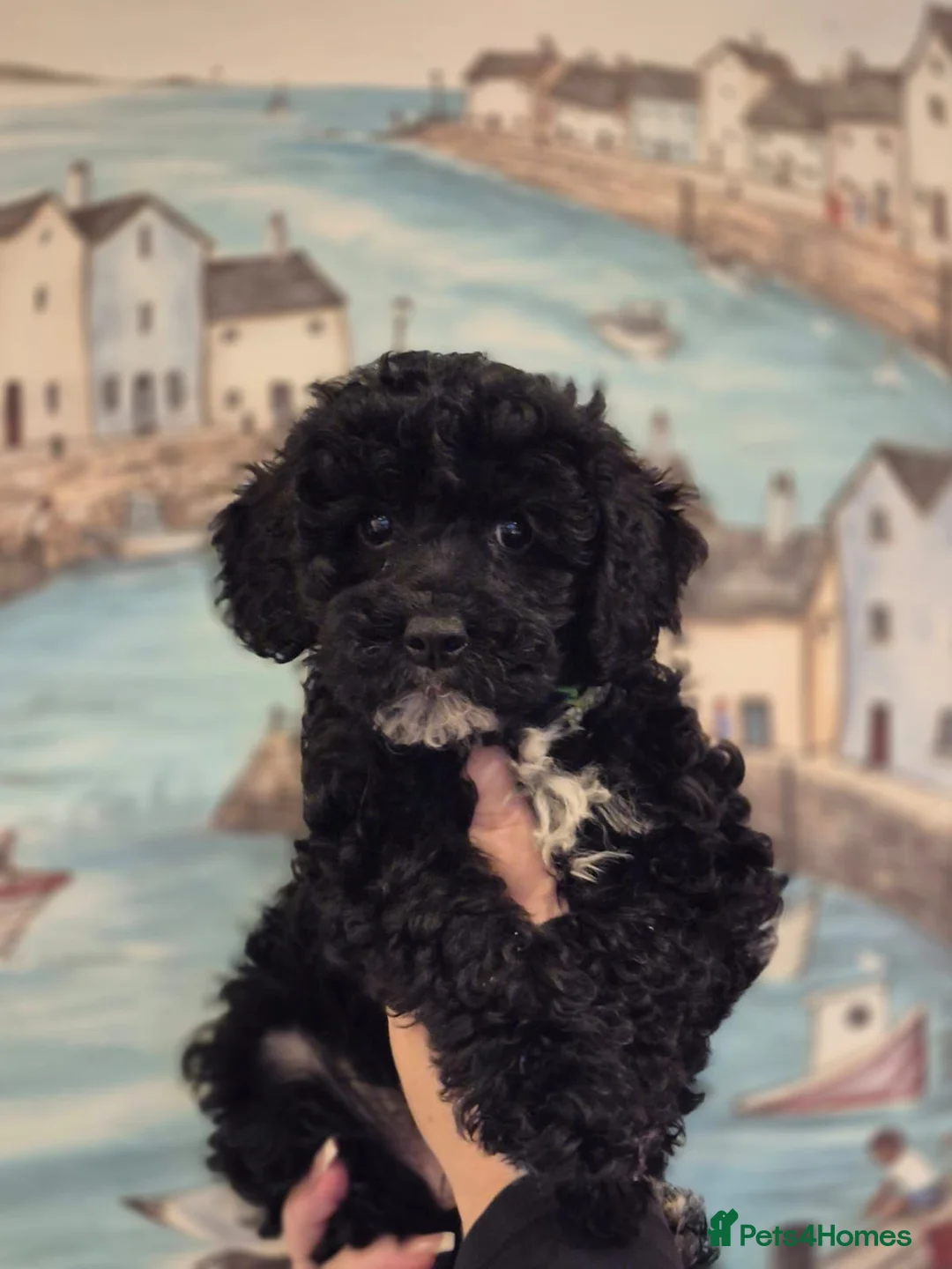 Lhasapoo dogs for sale: READY TO LEAVE 2 BOYS - Advert 1