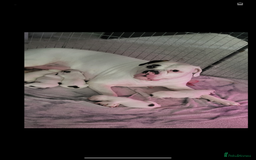 Boxer dogs for sale: Boxer pups - Image 6