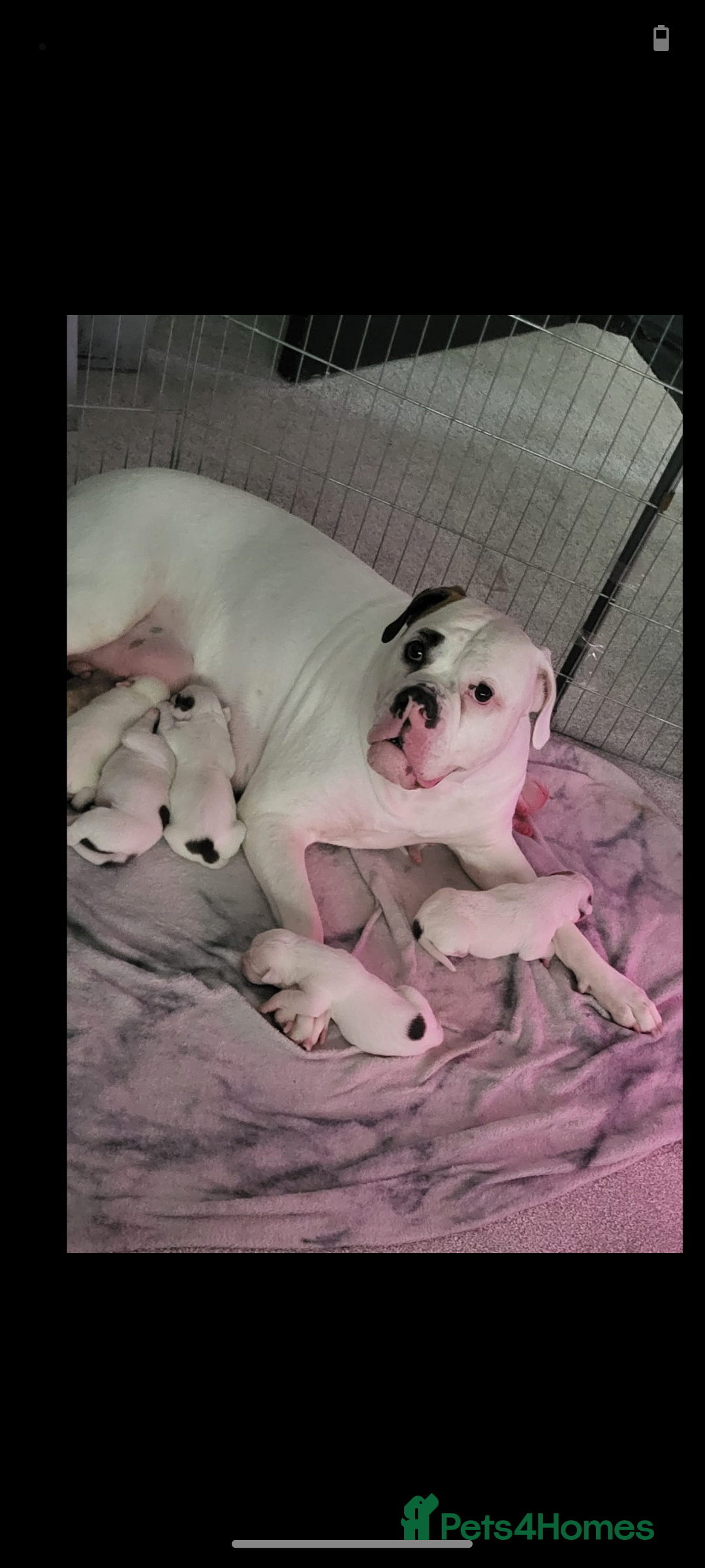 Boxer dogs for sale: Boxer pups - Image 6