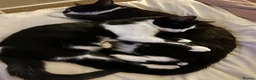 British Shorthair cats for sale: 2 cats looking for forever home in Salisbury - Advert 18