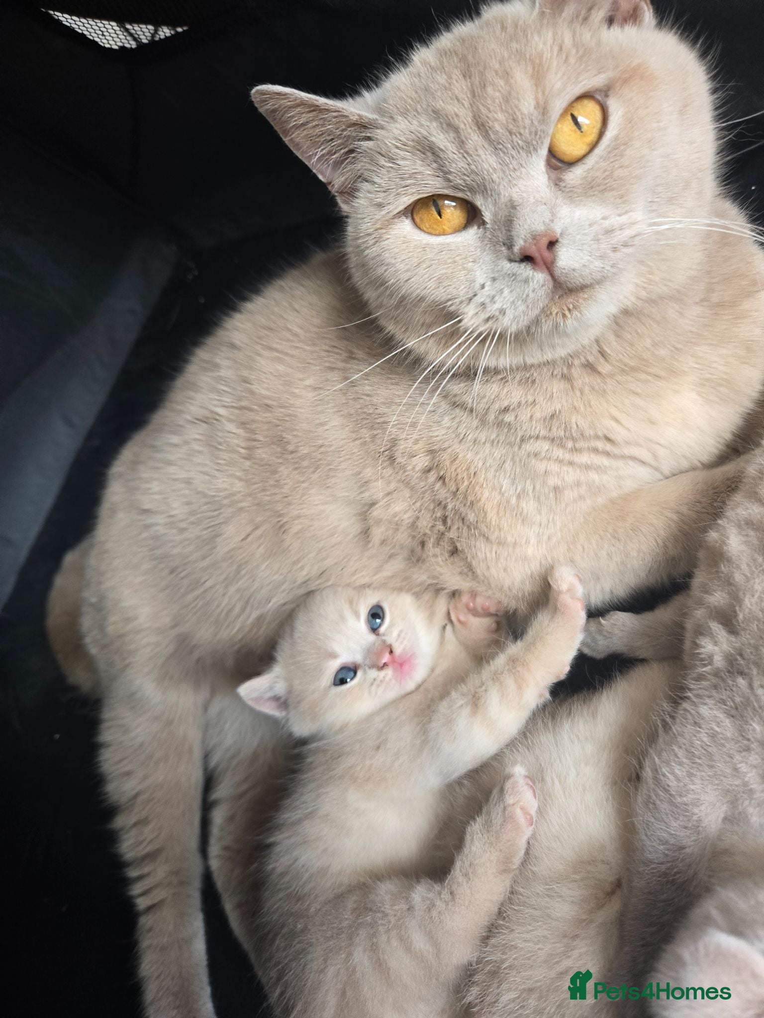 British Shorthair cats Stunning litter of pure BSH babies - Advert 1