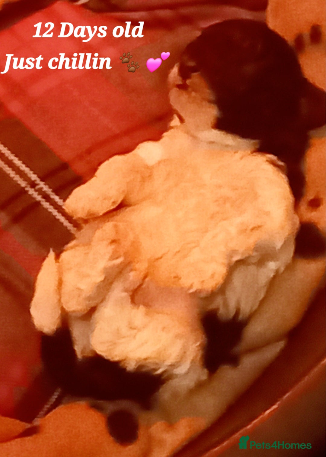 Toy Poodle dogs for sale: **1 PARTI BOY AVAILABLE**READY 21st DECEMBER** - Advert 30