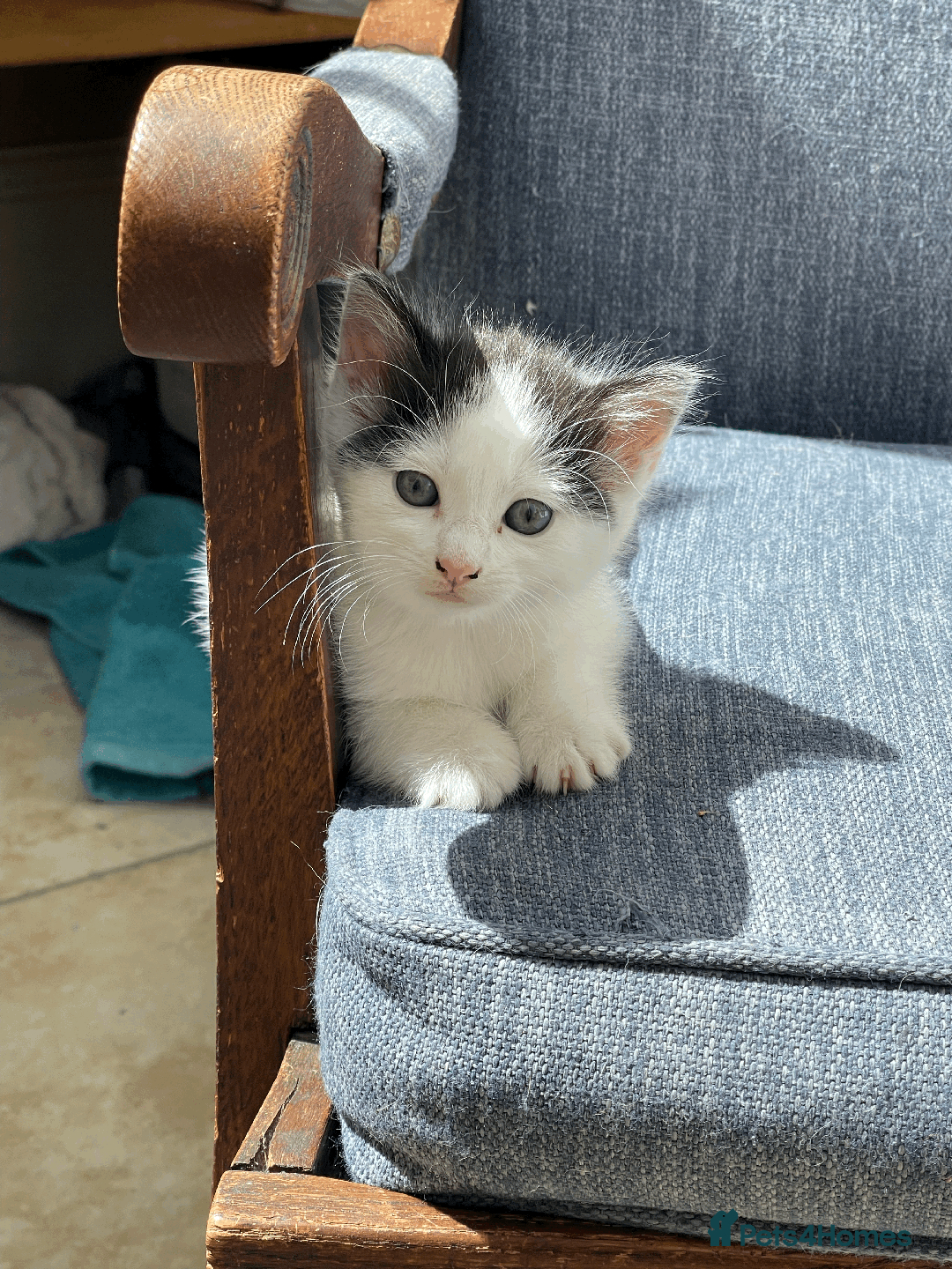 Mixed Breed cats for sale: British Shorthair Cross kittens  - Image 11