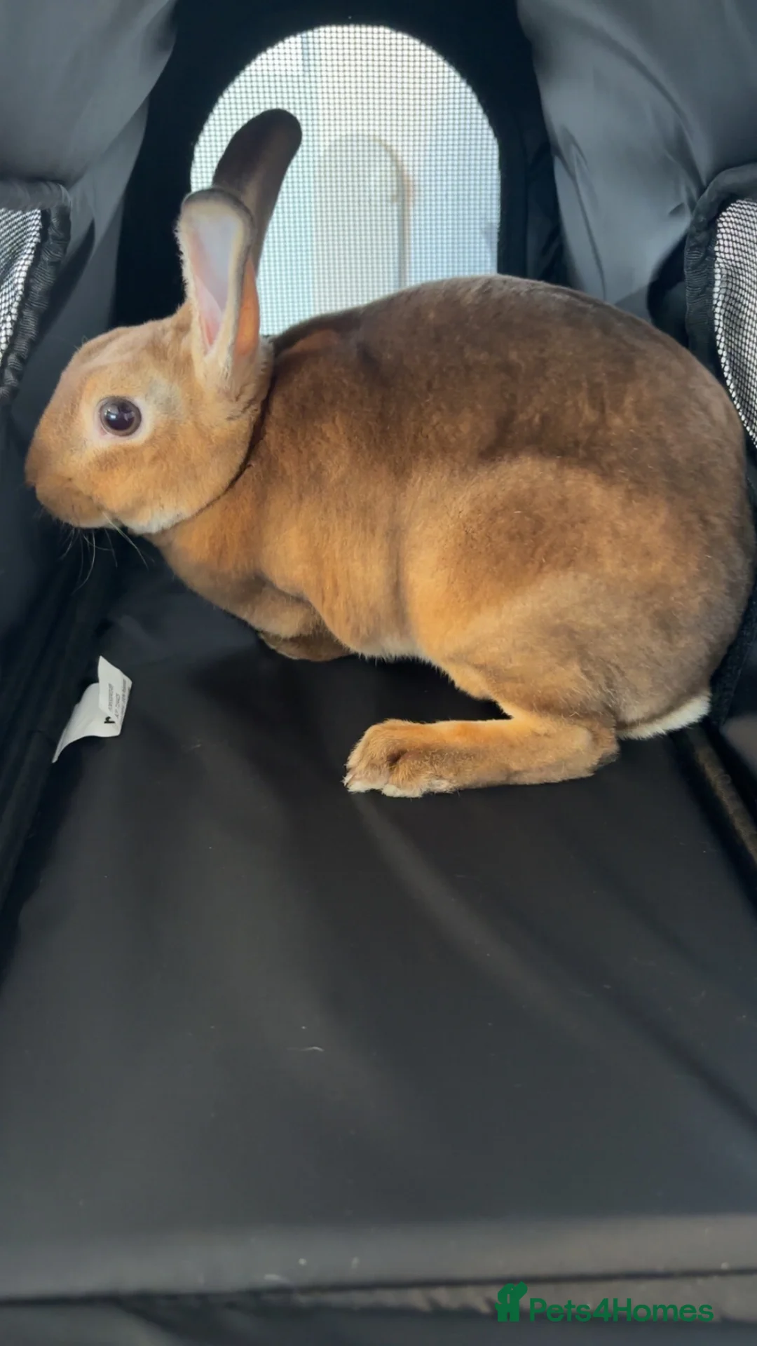 Rex rabbits for sale: Mini Rex  in Chesterfield - Advert 2