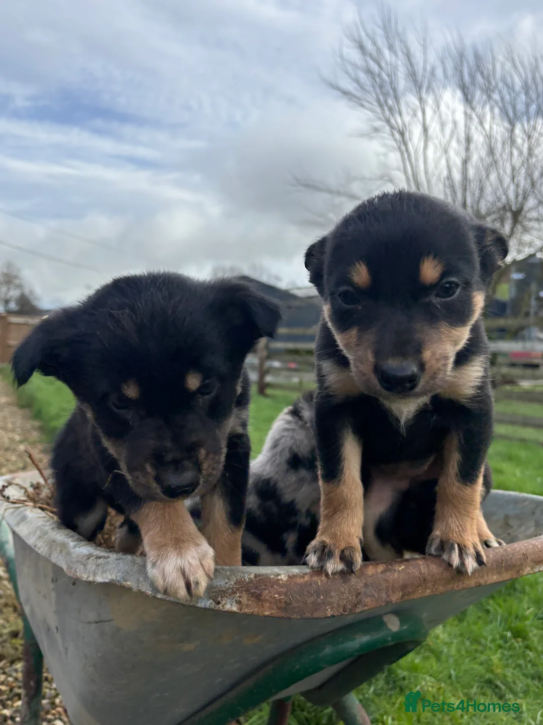 Mixed Breed dogs for sale: Puppies, Australian kelpie cross blue Merle  - Advert 11