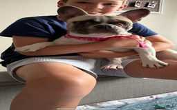 French Bulldog dogs for sale: 9 month old French bulldog female for sale  - Image 1