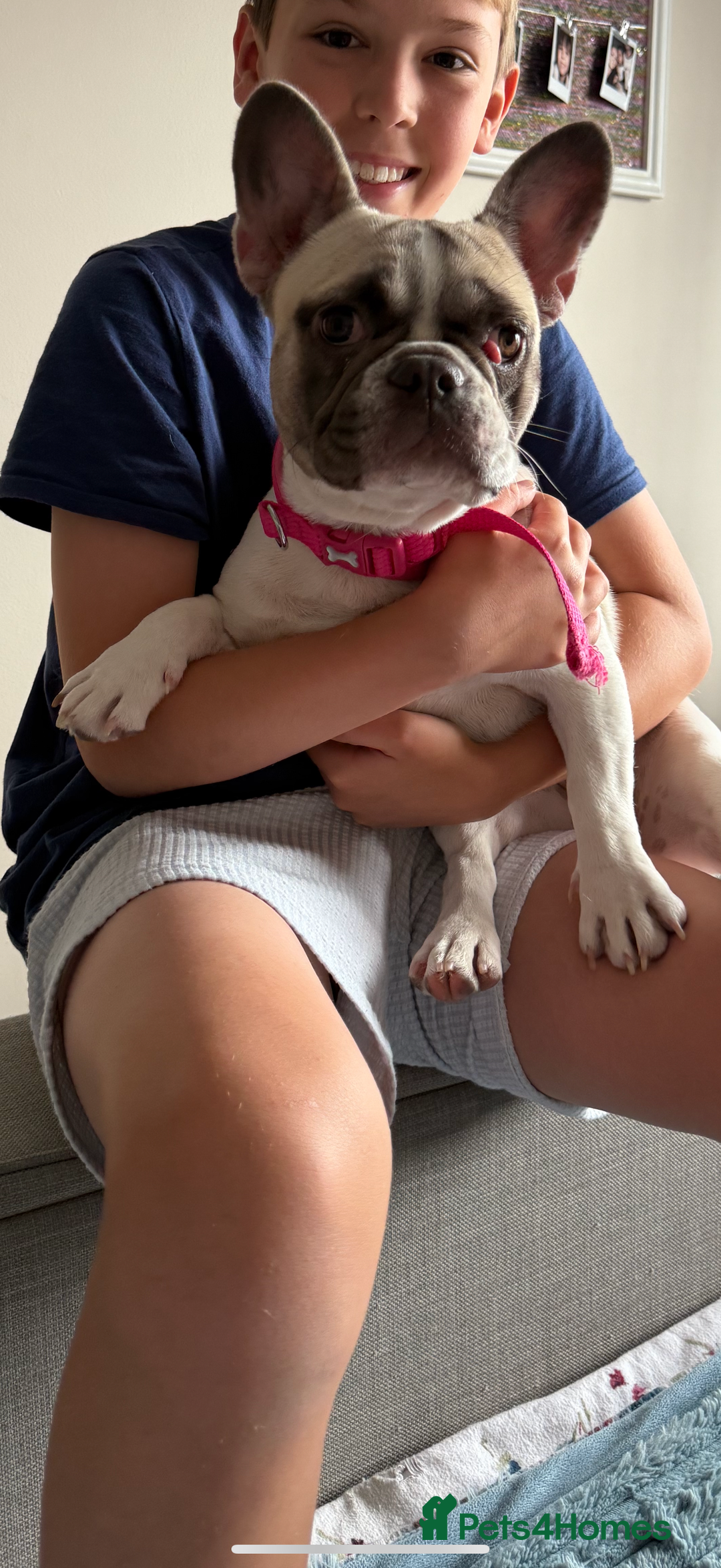 French Bulldog dogs for sale: 9 month old French bulldog female for sale  - Image 1