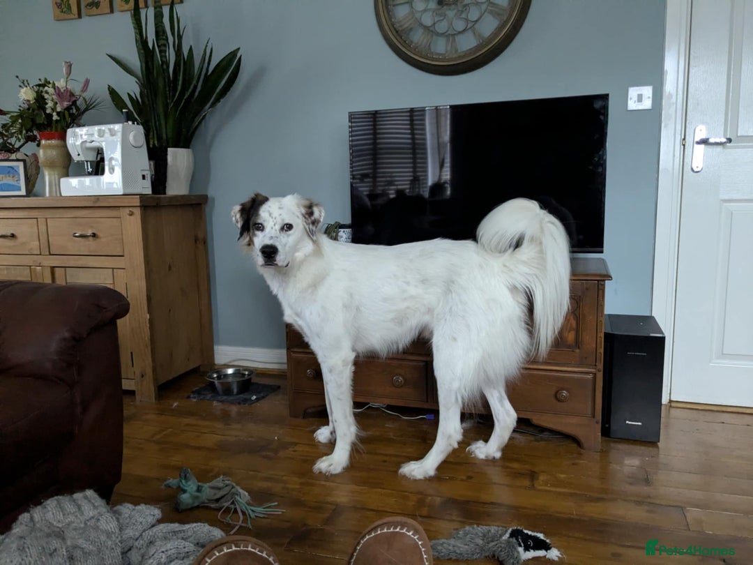 Mixed Breed dogs for adoption: Ned needs someone to believe in him 💙 - Advert 11