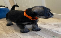 Miniature Schnauzer dogs for sale: Miniature Schnauzer Puppies-  - Image 19