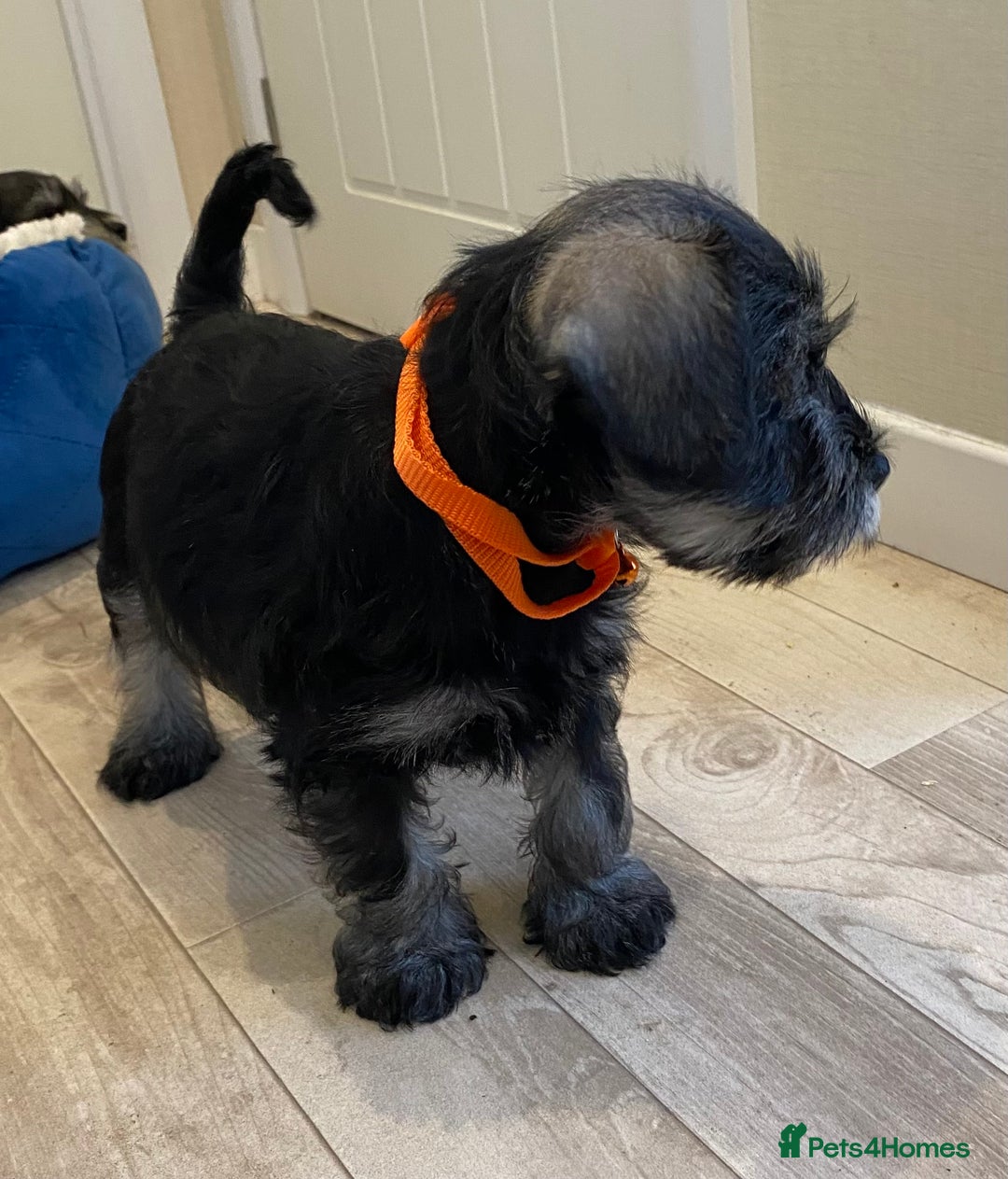 Miniature Schnauzer dogs for sale: Miniature Schnauzer Puppies-  - Image 19