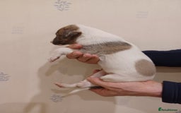 Whippet dogs for sale: Beautiful KC Reg Whippet Puppies - Advert 30