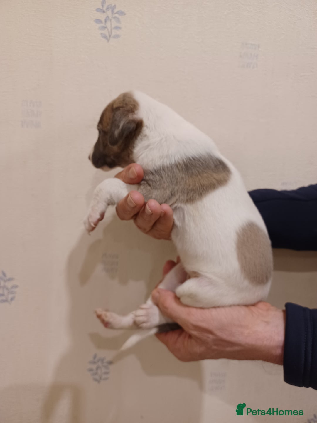 Whippet dogs for sale: Beautiful KC Reg Whippet Puppies - Advert 30