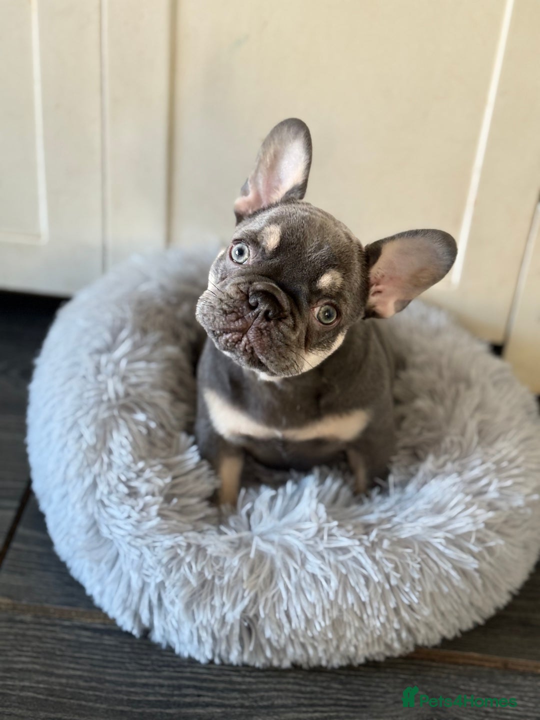 French Bulldog dogs for sale: French bulldog girl  - Advert 1