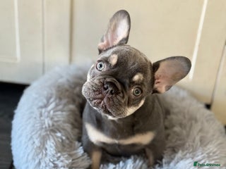 French Bulldog dogs French bulldog girl - Advert 1