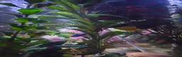 Other/Mixed Breed fish for sale: Fish tank with fish and accessories in Manchester - Advert 2