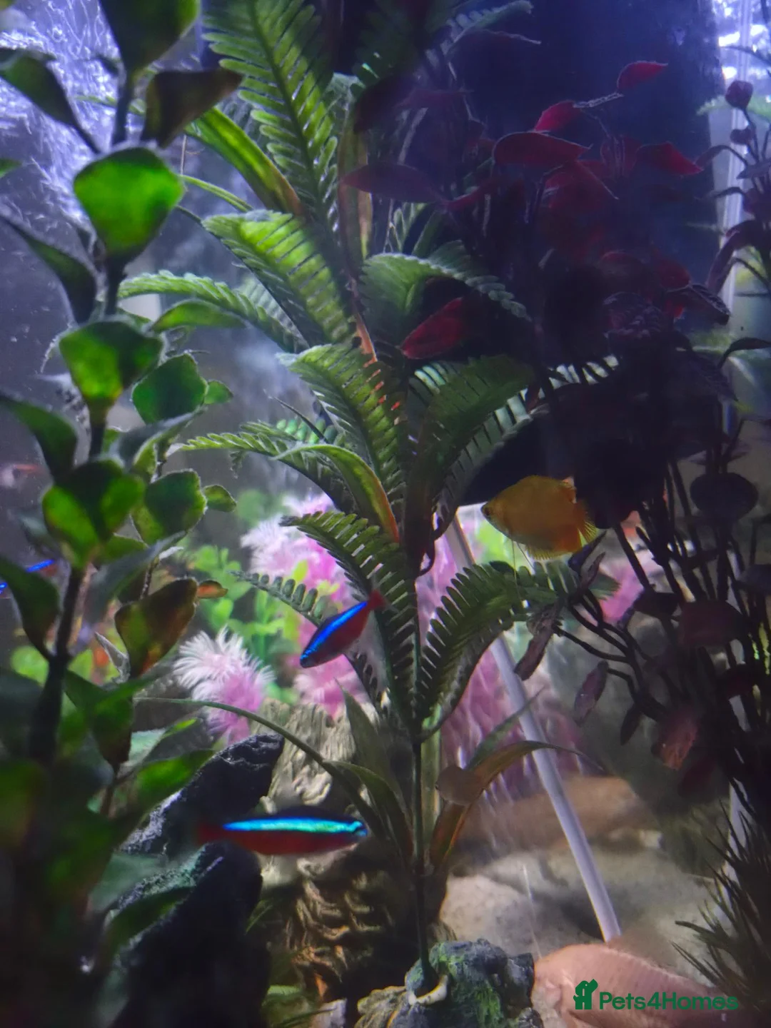 Other/Mixed Breed fish for sale: Fish tank with fish and accessories in Manchester - Advert 2