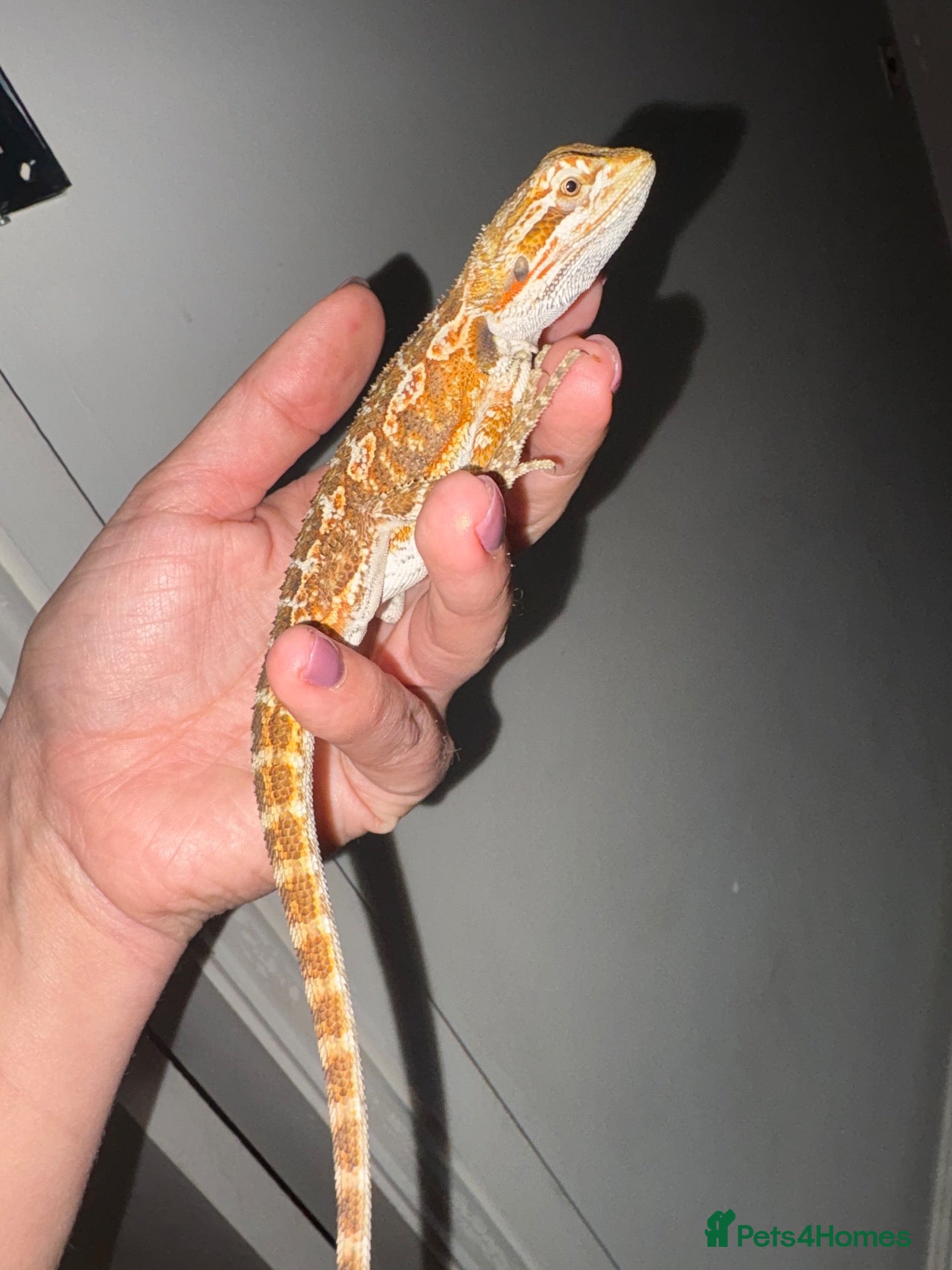 Bearded Dragon reptiles for sale: Bearded dragon  - Advert 1