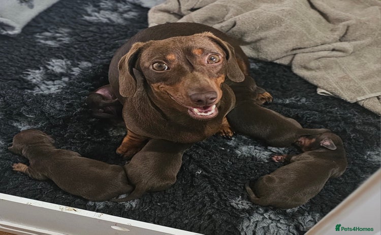 Miniature Dachshund dogs - Advert 1