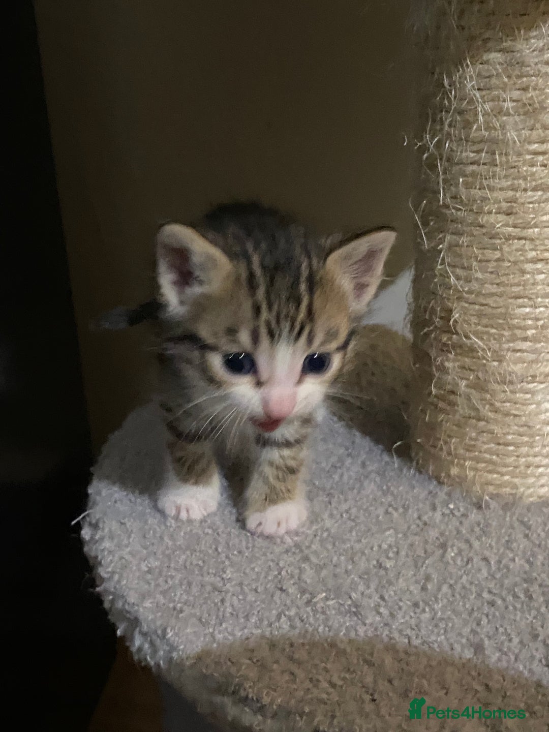 Mixed Breed cats for sale: Bengal X Ragdoll kittens - Image 2