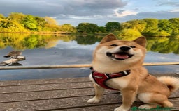 Japanese Shiba Inu dogs for sale: Beautiful KC Reg Japanese Shiba Inu Puppies - Image 5