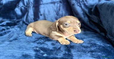 Miniature Dachshund dogs - Advert 15