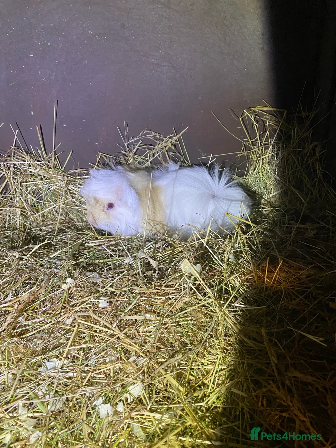 Guinea Pig rodents for sale: Peruvian Guinea pigs  - Advert 17