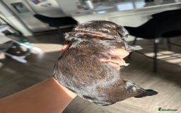 Cavapoo dogs for sale: F1 cavapoo puppies heath tested  - Image 28