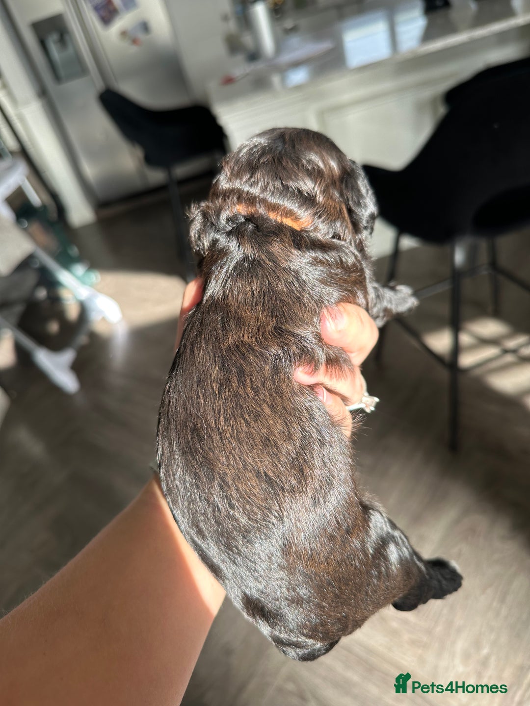 Cavapoo dogs for sale: F1 cavapoo puppies heath tested  - Image 28