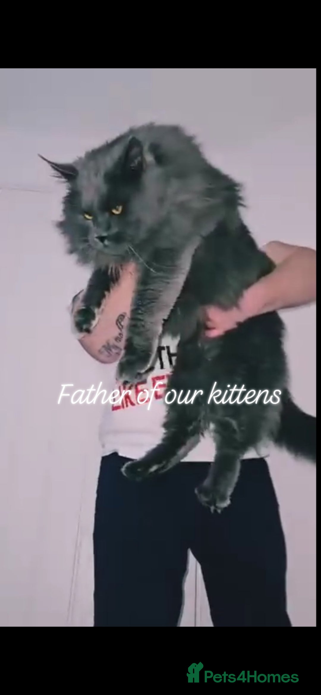 Maine Coon cats for sale: Maine Coons FluffyPaws.Uk  - Image 33