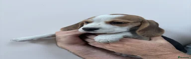 Beagle 5