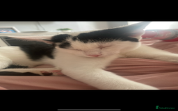 Domestic Shorthair cats for sale: Trixie  - Image 4