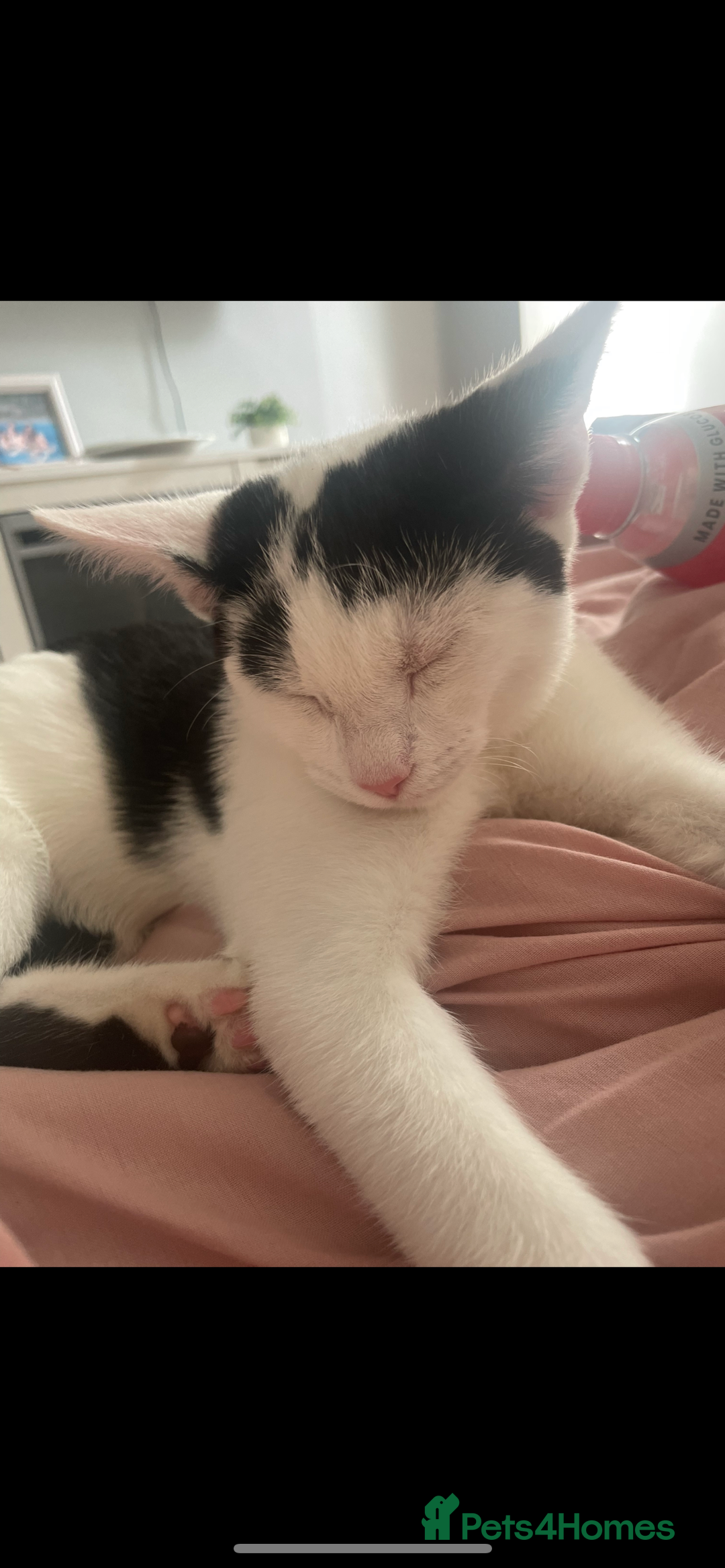 Domestic Shorthair cats for sale: Trixie  - Image 4
