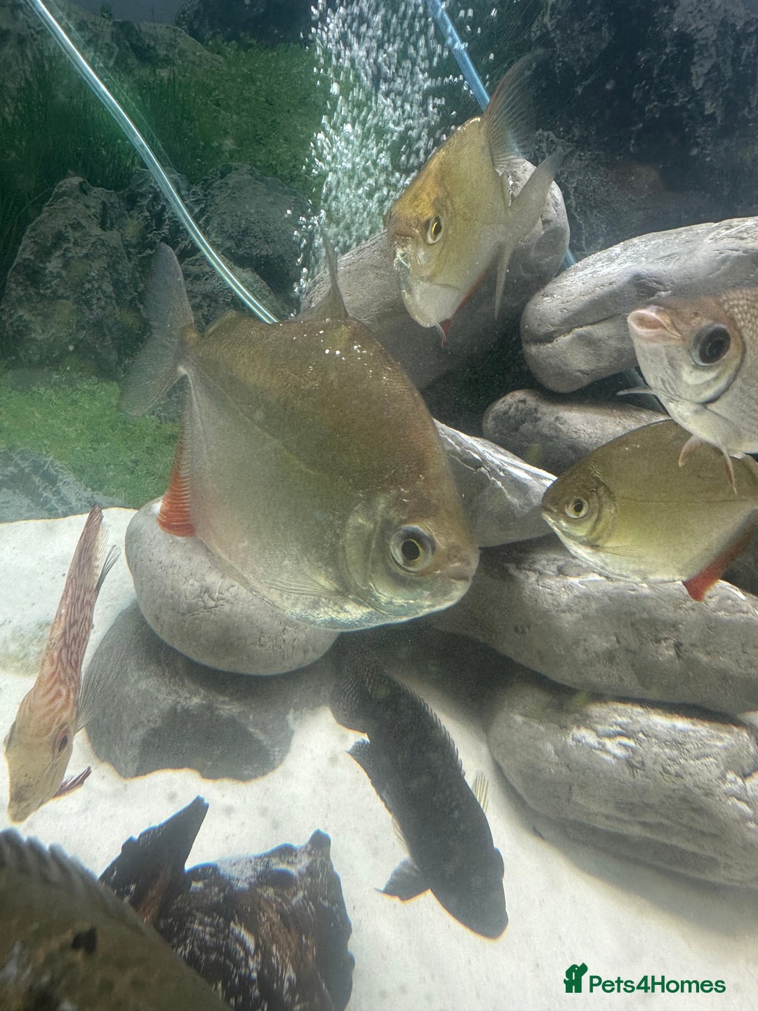 Other/Mixed Breed fish for sale: 3 large silver dollars and 1 syndontis catfish  - Advert 1