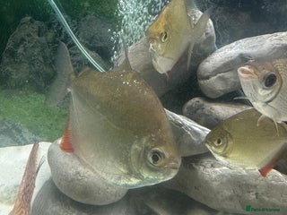 Other/Mixed Breed fish 3 large silver dollars and 1 syndontis catfish - Advert 2